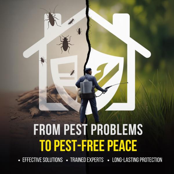 custom fly solutions