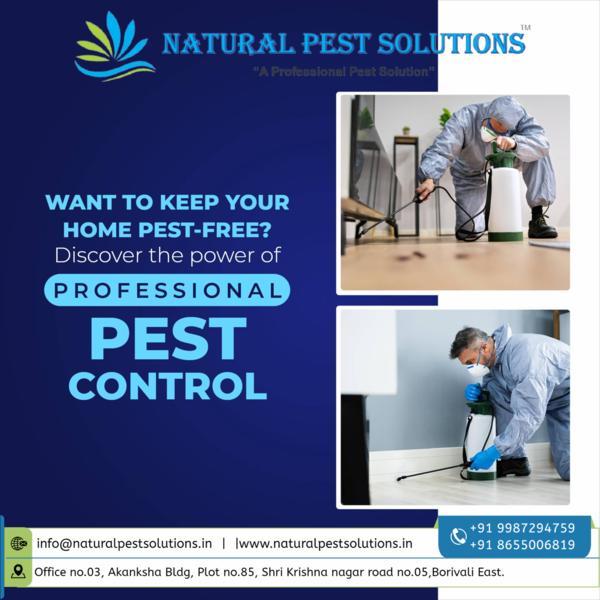 natural pest solutions maharas