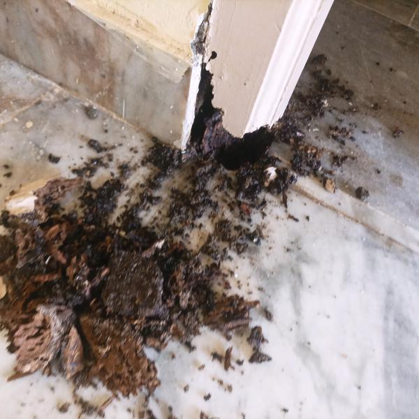 Best service termites in hyder