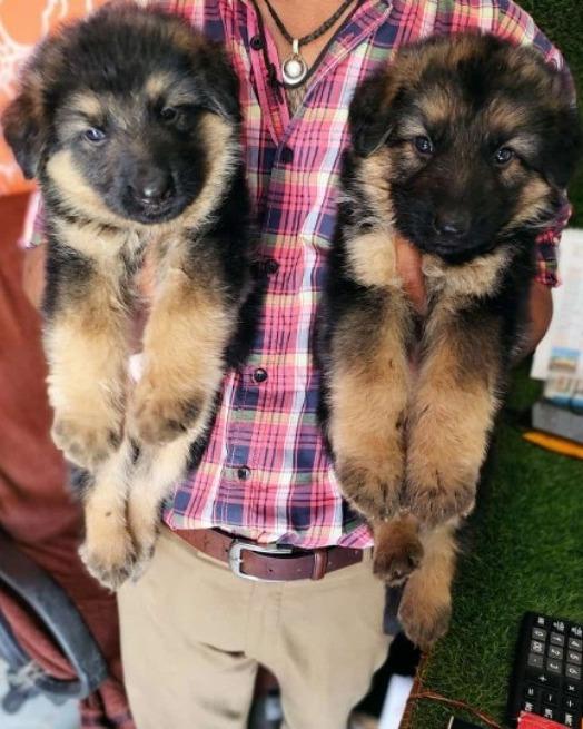 GARMAN SHEPHERD MALE FEMA