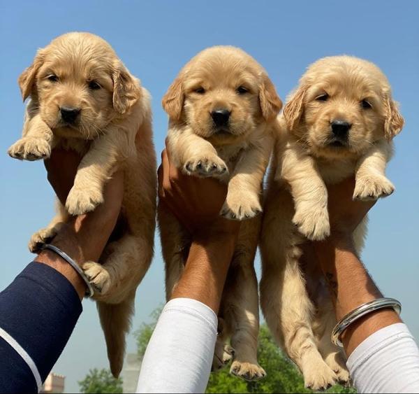 GOLDEN RETRIVER MALE OR F