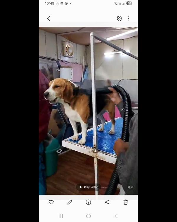 Highly rated with many pet-par