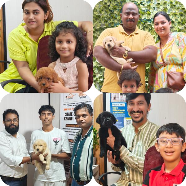 pan india toy poodle puppy del