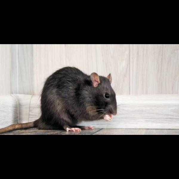 Rat control treatment is an