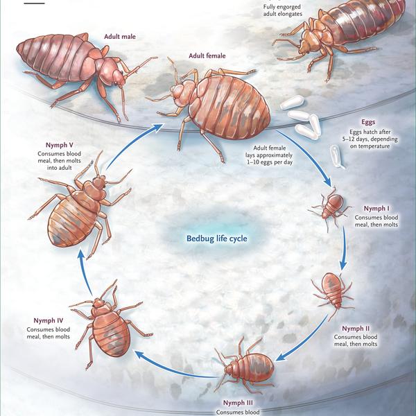 Sleep tight and stop the bite 