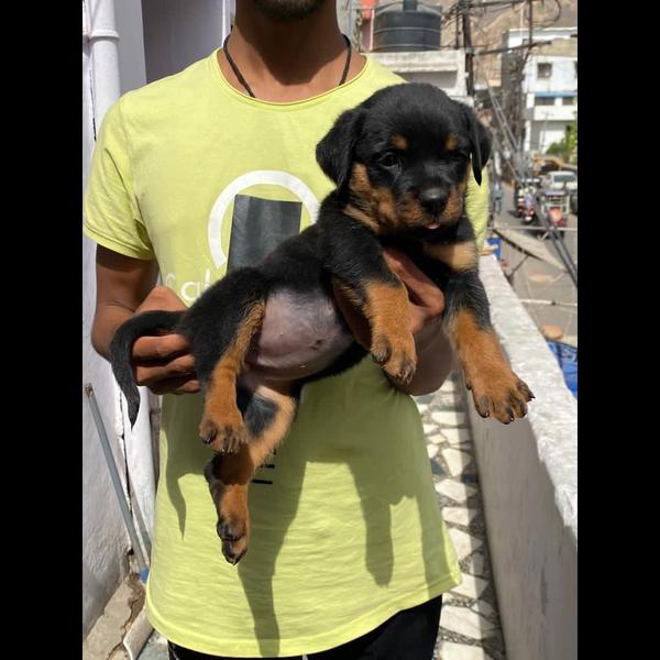 Show quality male female 