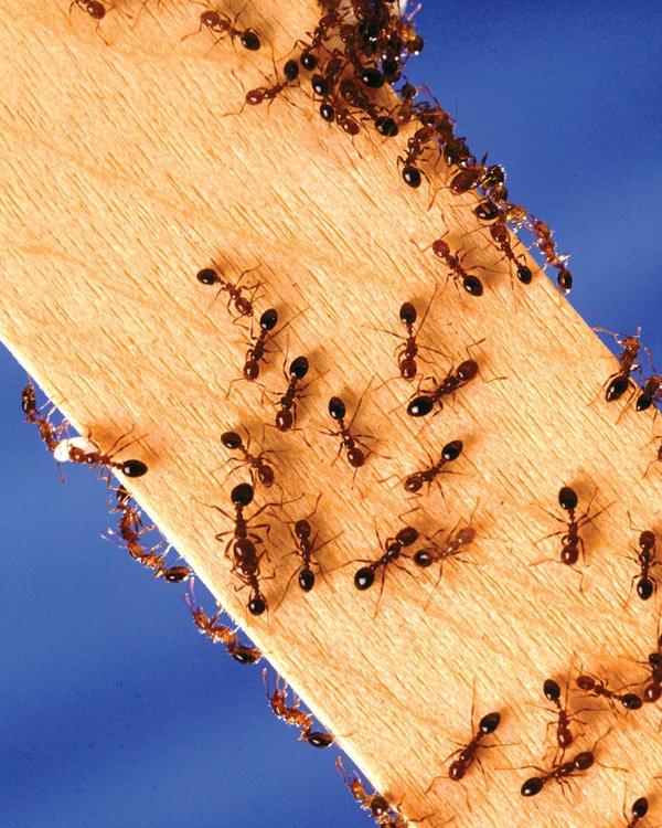 ANTS CONTROL SERVICES IN