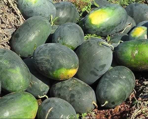 🍉 Watermelon Wholeseller & Agriculture Services �