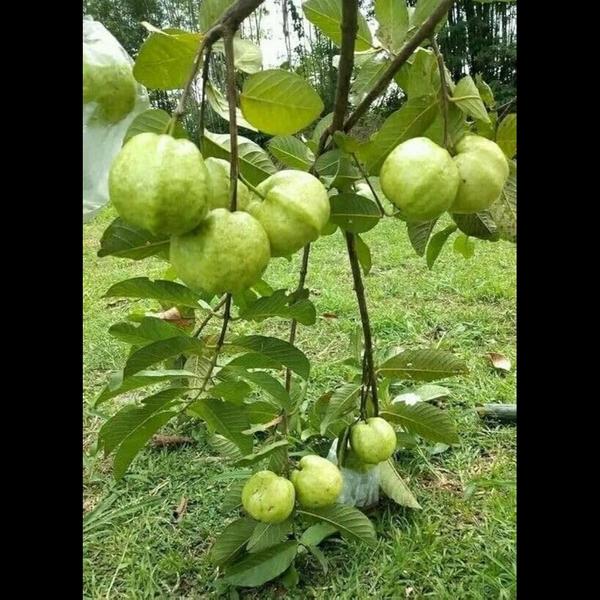 Guava plantation ;- land prepration , bed making ,