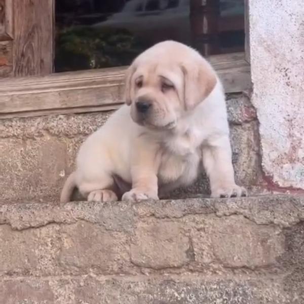 Top Quality Puppies Available