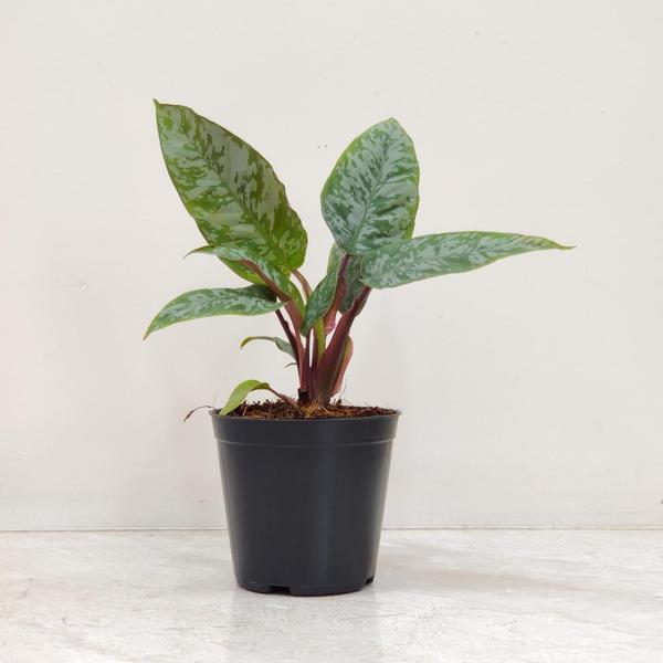 expert plant advice palpannai