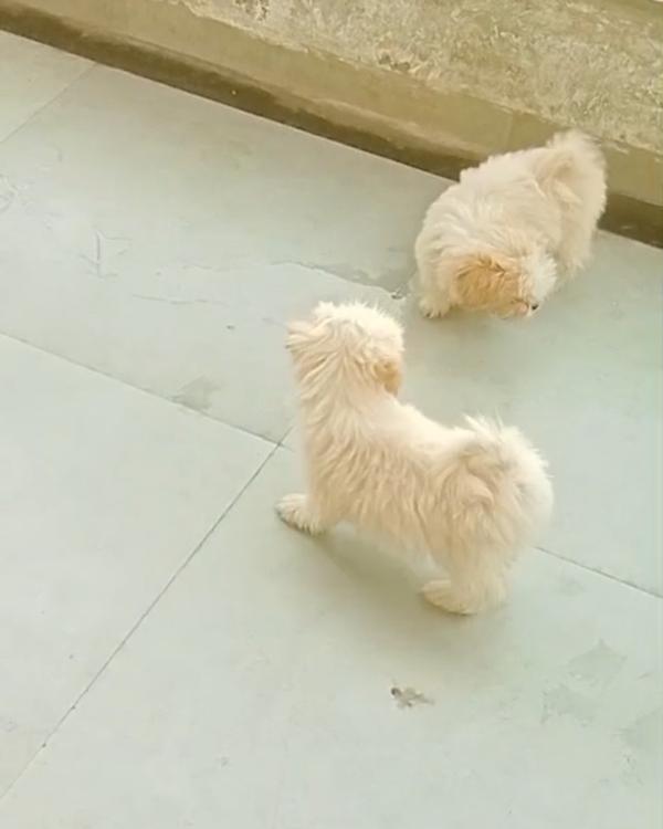 Top quality puppies available