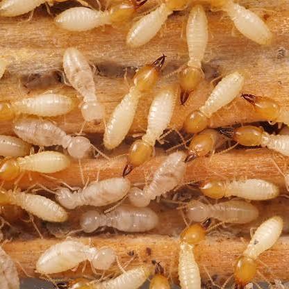 Our termite control solut