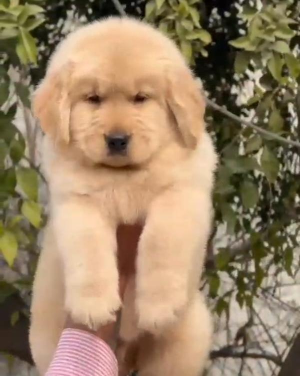Top Quality Golden Retriever P