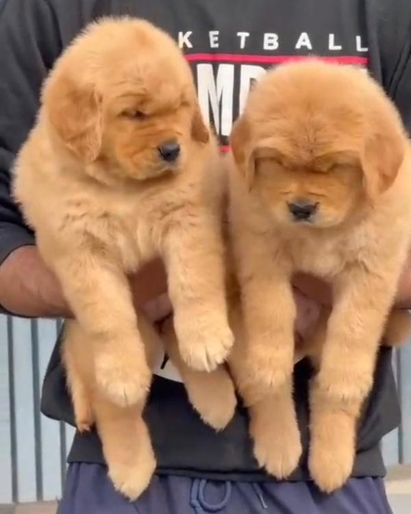 Top Quality Golden Retriever P