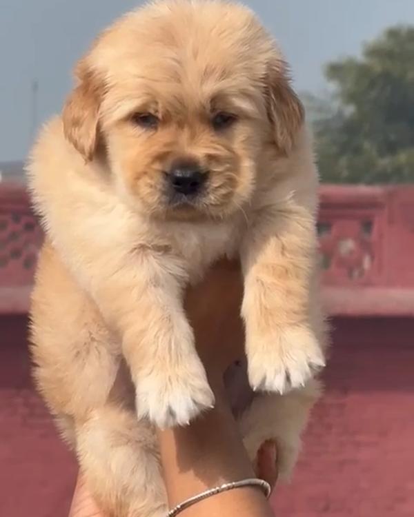 Top Quality Puppies Available