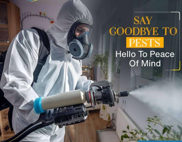 focused bed bug action