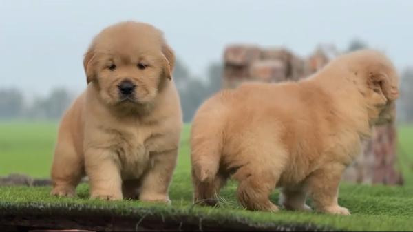 Top Quality Golden Retriever P