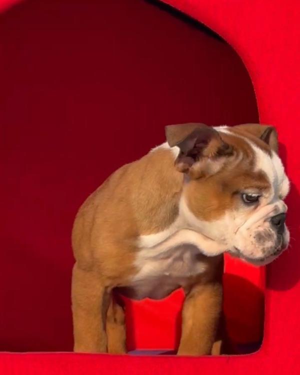 All types of Dogs Breed Puppie