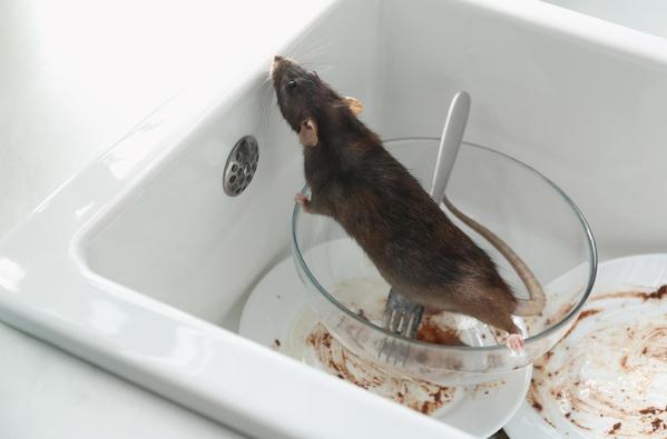 Rats and mice are more than ju