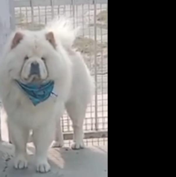 At FurryTails LLP, Noida, your