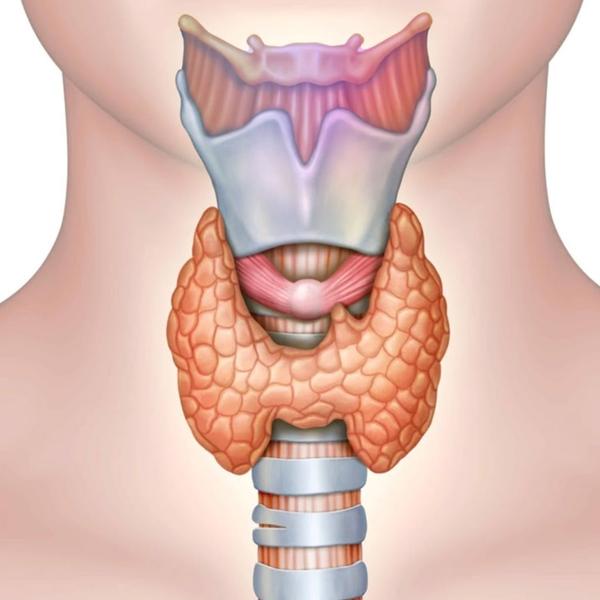 thyroid ultrasound in rohini d