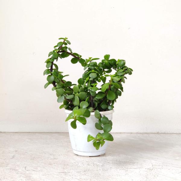 decorative pots and accessorie