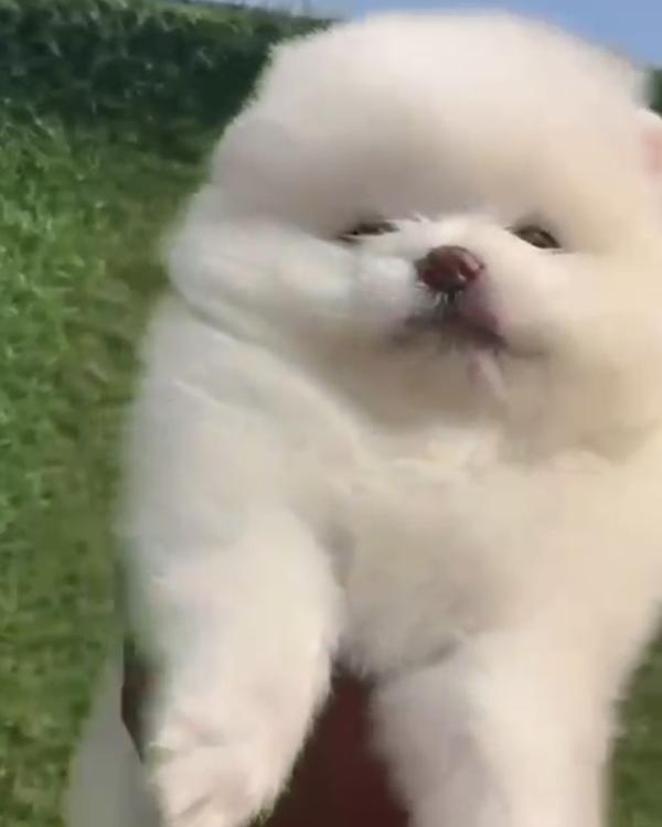 Superb quality Puppies Availab