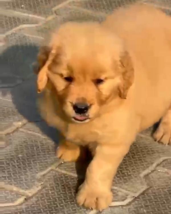 Top Quality Golden Retriever P