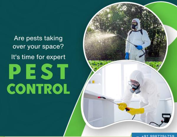 safe treatments for ants roach