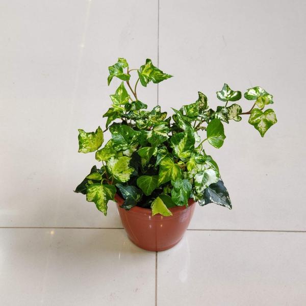 expert plant advice palpannai