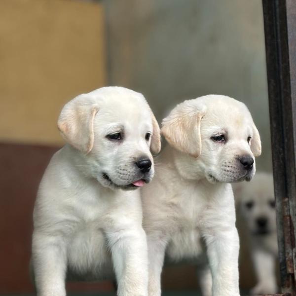Labrador Retriever Puppies at 