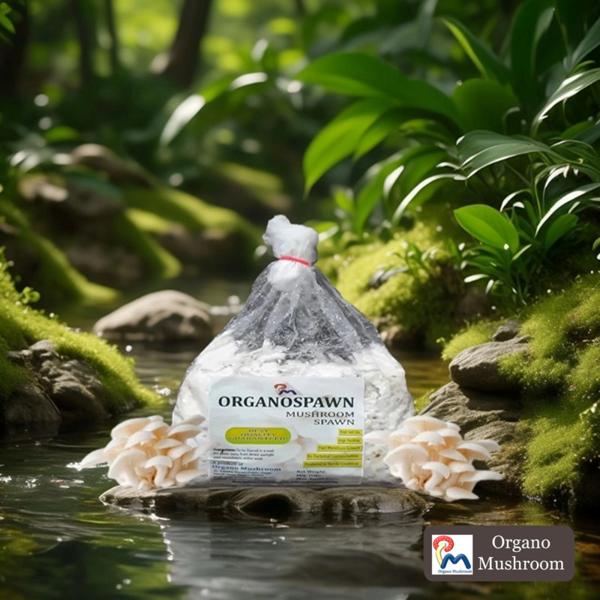 🌱 Greetings from ORGANO MUSHROOM 🍄🎉 We are e