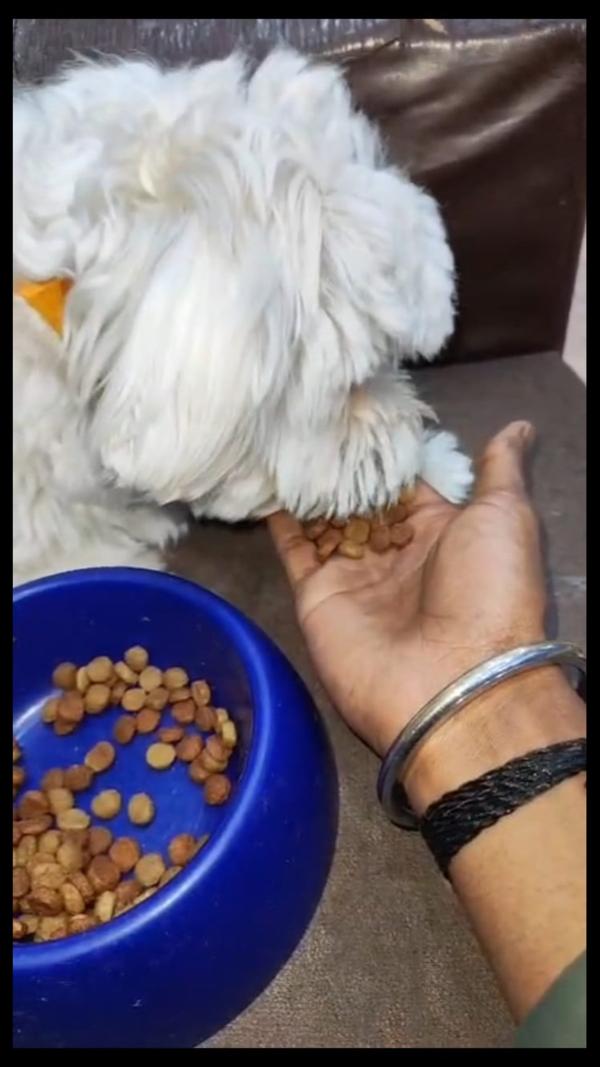 FurryTailsllp – Affordable Pet