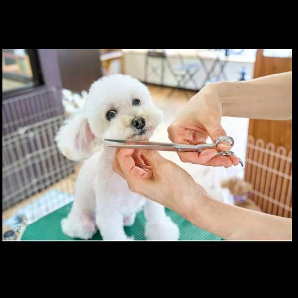 professional pet care at home