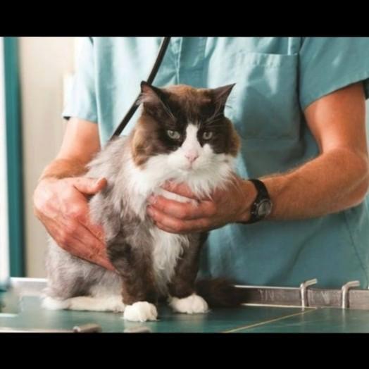 safe pet sterilization procedu