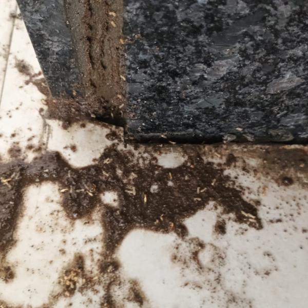 Termite Control Treatment
