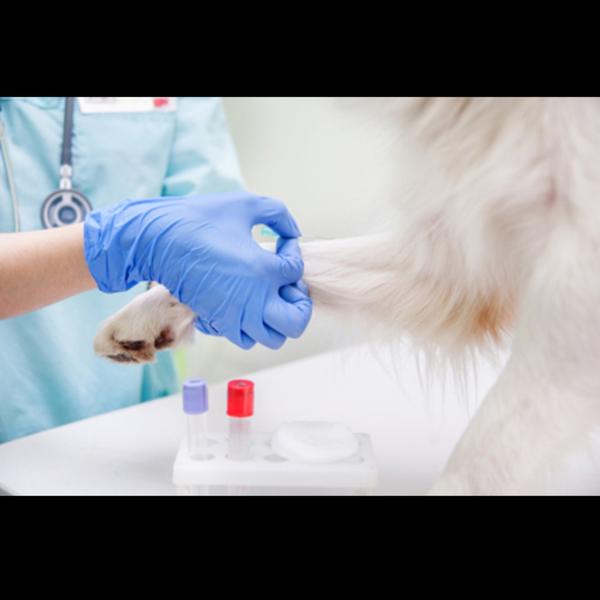 pet anemia detection tests