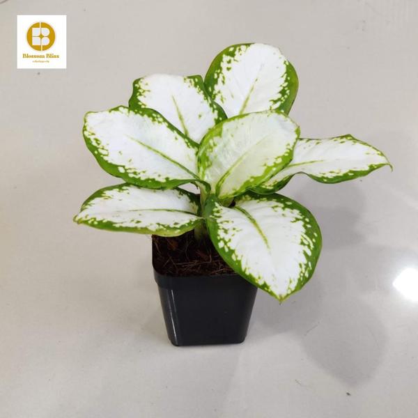 quality nursery plants trichy