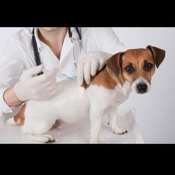 complete dog wellness care