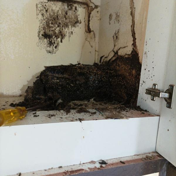 Best service inTerminator cont