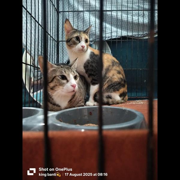 FurryTailsLLP is one of the mo