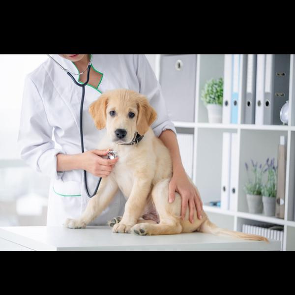 safe pet sterilization procedu