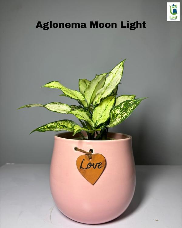 aglonema moon light care tips
