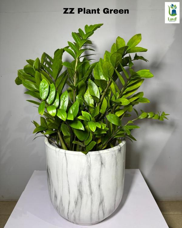 greenery for homes and offices