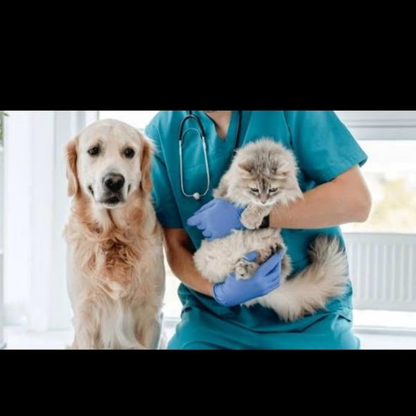 dog hepatitis vaccination sion