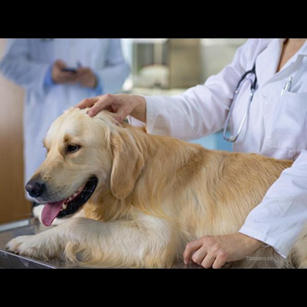 complete dog wellness care
