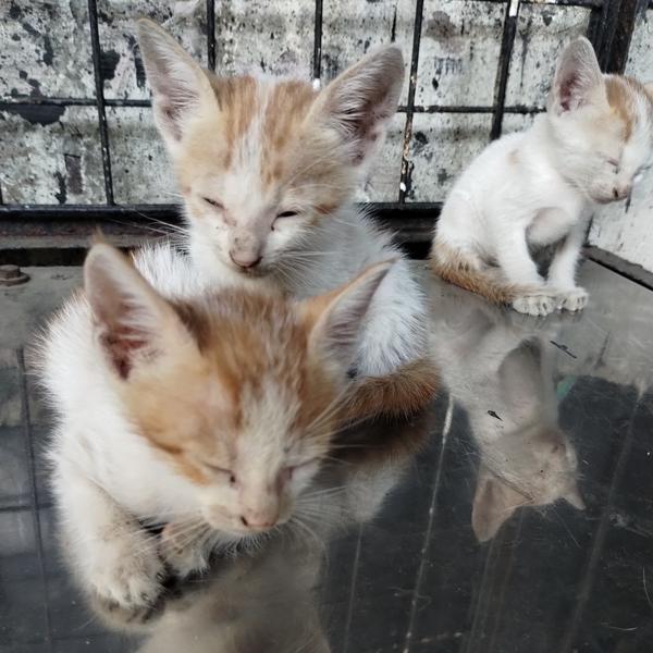 preventive care for cats