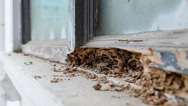 Visible termite damage to wood