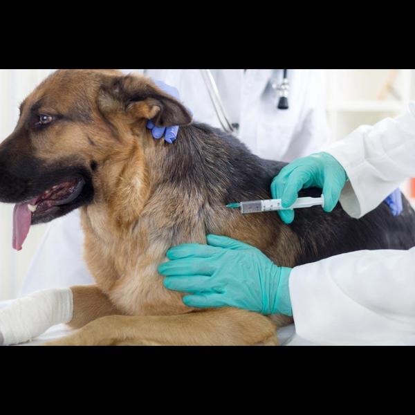 Parvo is a serious and highly 